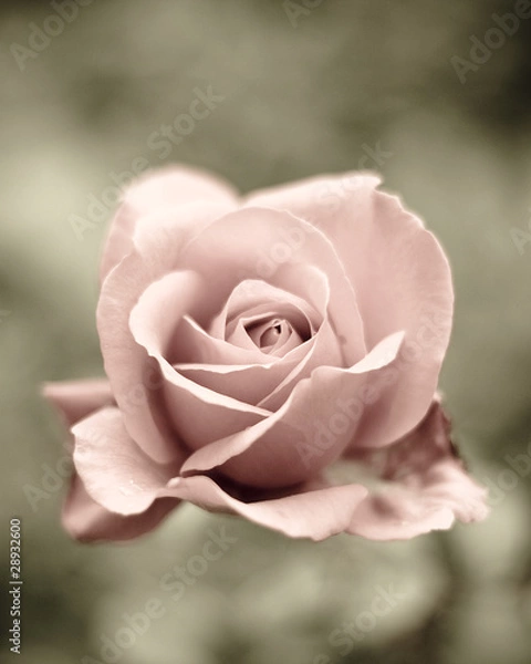 Fototapeta Rose