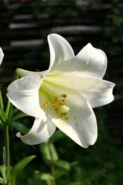Fototapeta lily