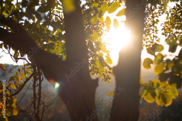 Obraz Warm autumn rays Shine through the trees