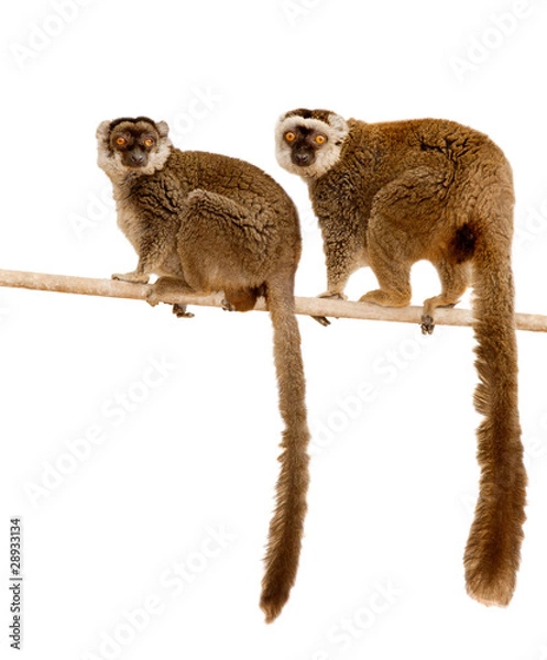 Obraz lemurs