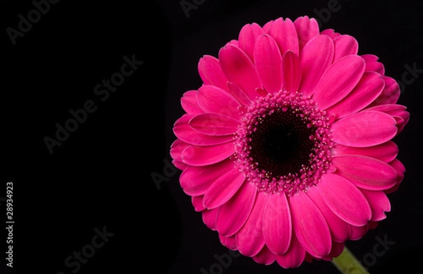 Fototapeta Pink Gerbera Daisy