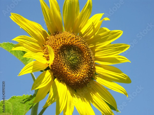 Fototapeta fleur soleil de tournesol