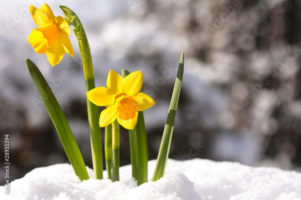 Obraz osterglocken im fruehling