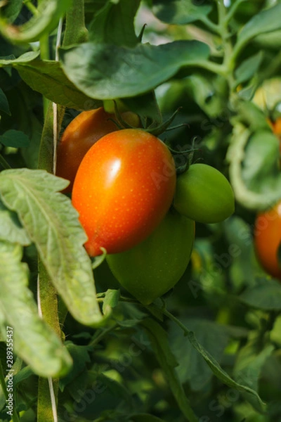 Fototapeta Photo with red and green tomatoes ripening in the greenhouse on the bushes.