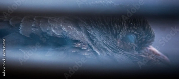 Obraz Portrait of a bird