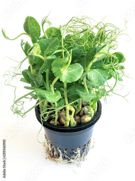 Fototapeta Then if the peas in the pot