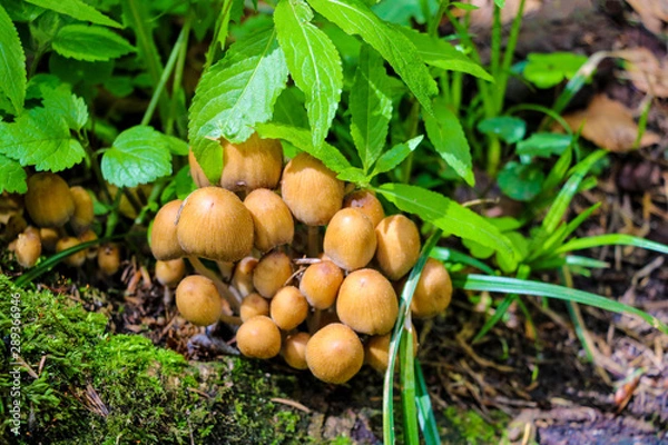 Obraz Autumn scene with a group of mushrooms among green leaves and grass. Also known as mica cap, shiny cap or glistening inky cap.