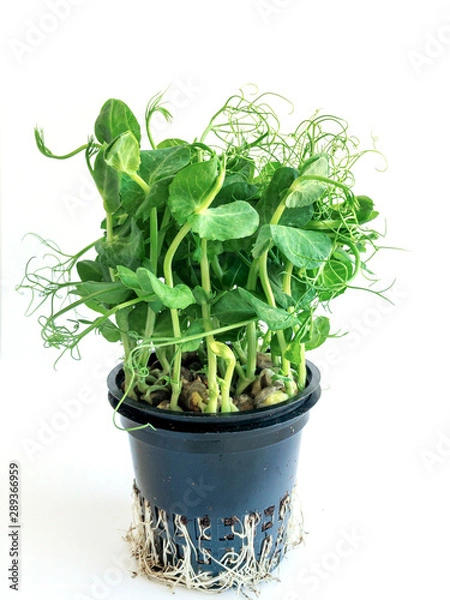 Fototapeta Then if the peas in the pot