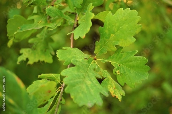 Obraz green oak leaves on branch in the autumn forest.