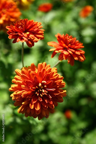 Obraz chrysanthemum