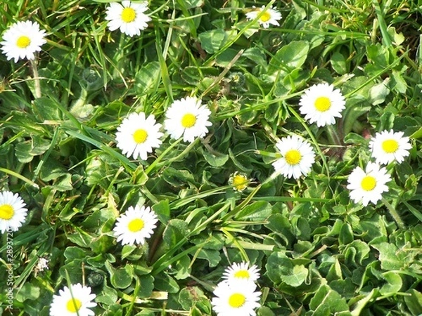 Obraz daisy daisy