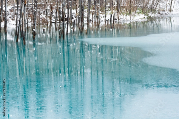 Obraz 氷が張った初冬の青い池　美瑛町