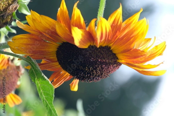 Obraz what Im upside down