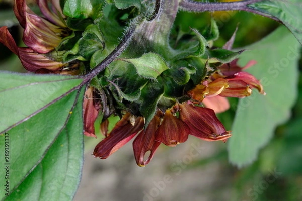 Obraz Backwards and upside down