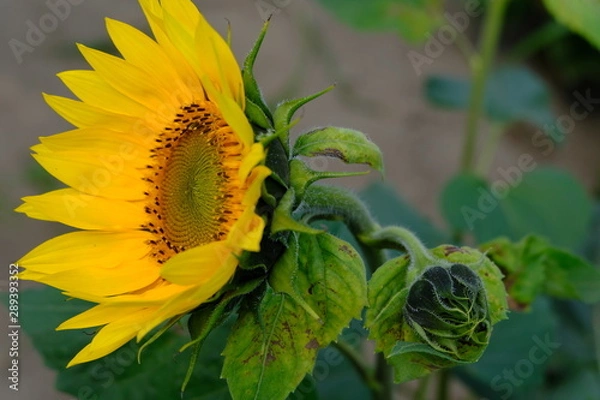 Obraz just about open