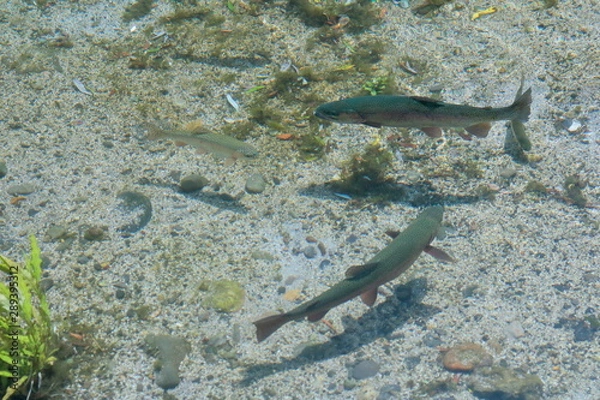 Fototapeta ニジマス