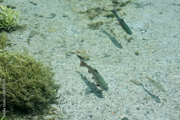 Fototapeta ニジマス