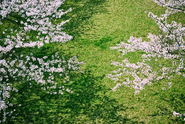 Obraz 上から見たサクラと芝生