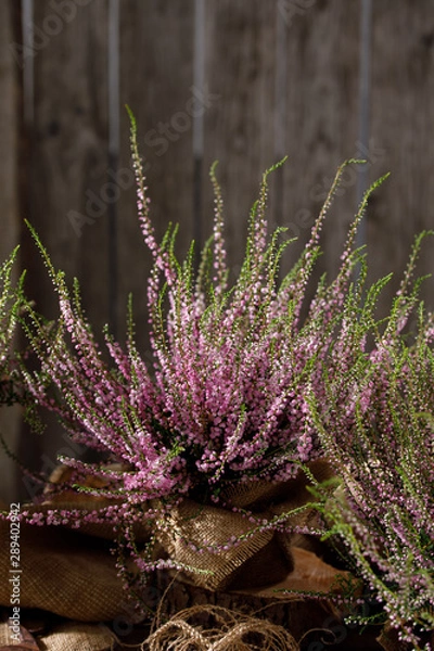 Fototapeta Forest heather close up. Still life on a wooden background. Beautiful heather.