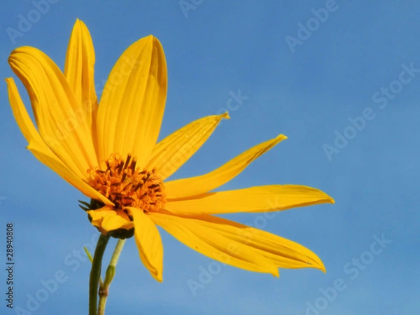 Obraz Wolf's Bane (Arnica Montana)