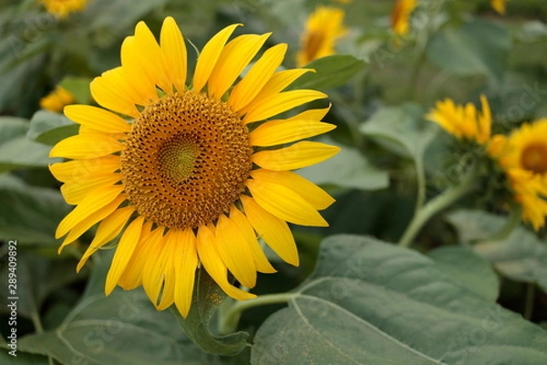 Fototapeta ひまわり