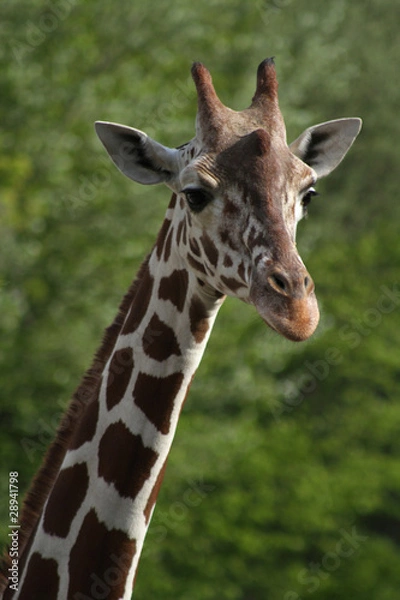 Fototapeta Netzgiraffe