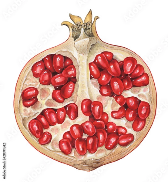 Obraz Piece of Pomegranate