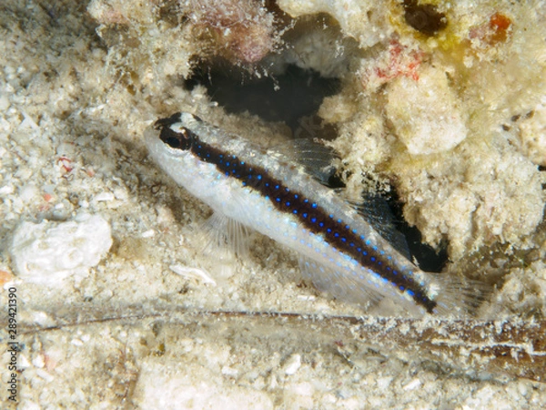 Obraz Striped Goby