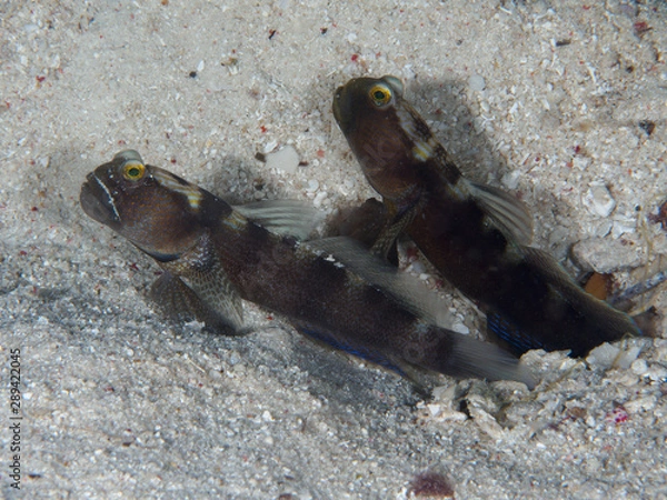 Obraz Y-bar shrimp goby