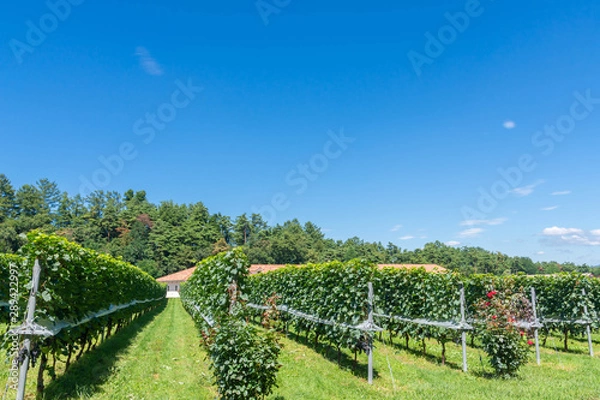 Fototapeta Vineyard