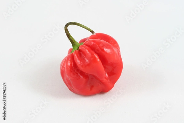 Fototapeta Scotch Bonnet Chilli Pepper