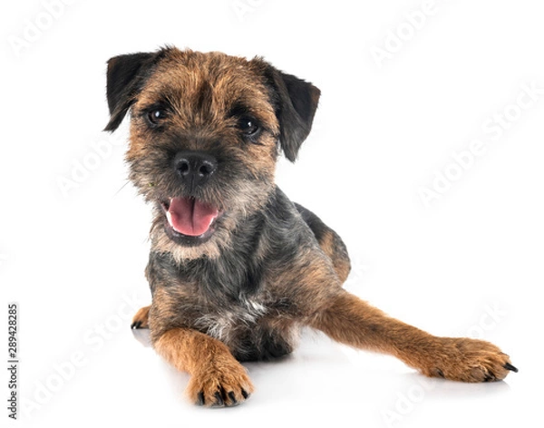 Fototapeta young border terrier
