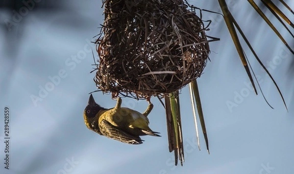 Obraz A weaver bird constructs its nest in a palm tree.