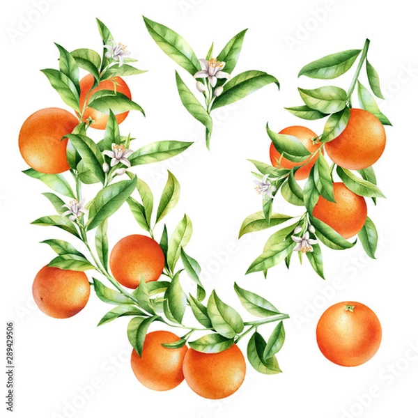 Fototapeta Oranges on a branch set. Isolated watercolor illustration of citrus tree with leaves and blossoms.