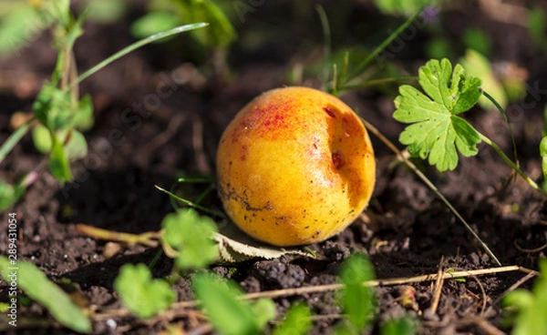 Fototapeta Ripe apricot fell from a tree