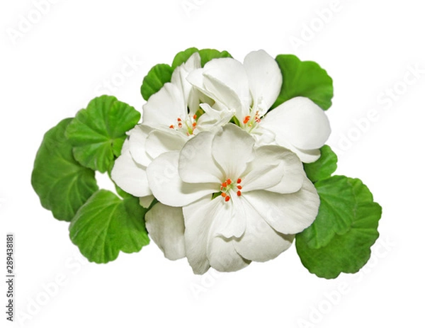 Obraz White geranium flower isolated on a white background