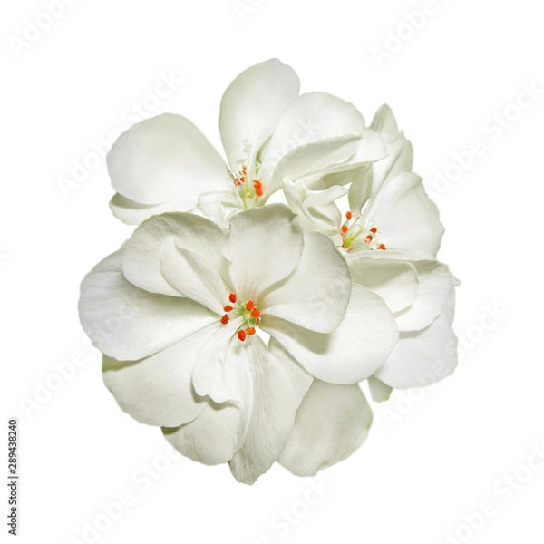 Obraz White geranium flower isolated on a white background