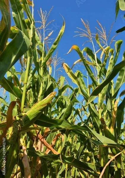 Obraz in a row on a cornfield