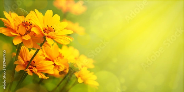 Fototapeta Yellow flowers with the option of tinting. Flower panorama for spring and summer. Heliopsis flowers in soft light on a blurred background for design and decoration.