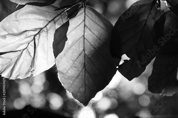 Obraz Black an White Leaf