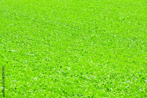 Obraz Green field