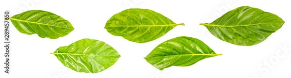 Fototapeta Noni leaves isolated ewhite background.