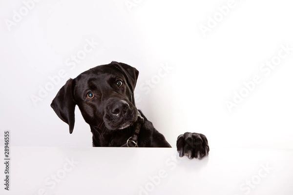 Fototapeta Hund am Tisch