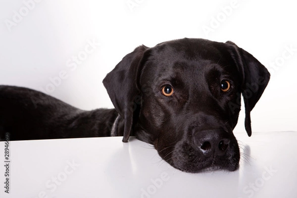 Fototapeta Hund am Tisch