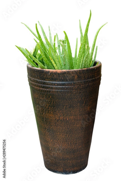Fototapeta aloe vera  in pot isolated on white background.