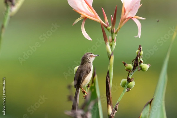 Fototapeta  The plain prinia (Prinia inornata), also known as the plain wren-warbler or white-browed wren-warbler. It is a small cisticolid warbler found in southeast Asia. It is a resident breeder.
