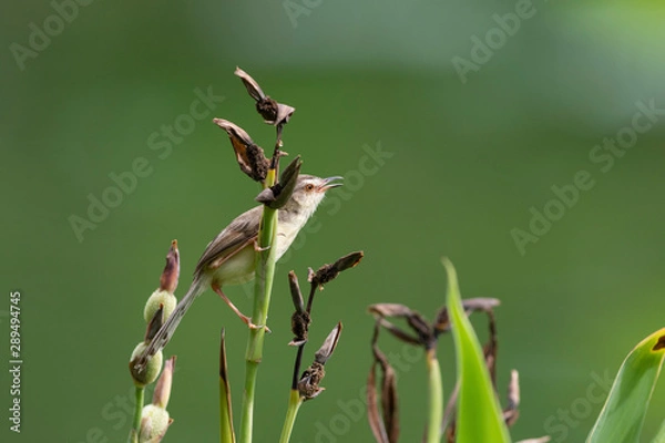 Fototapeta  The plain prinia (Prinia inornata), also known as the plain wren-warbler or white-browed wren-warbler. It is a small cisticolid warbler found in southeast Asia. It is a resident breeder.
