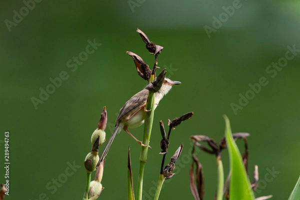 Fototapeta  The plain prinia (Prinia inornata), also known as the plain wren-warbler or white-browed wren-warbler. It is a small cisticolid warbler found in southeast Asia. It is a resident breeder.