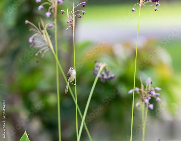 Fototapeta  The plain prinia (Prinia inornata), also known as the plain wren-warbler or white-browed wren-warbler. It is a small cisticolid warbler found in southeast Asia. It is a resident breeder.