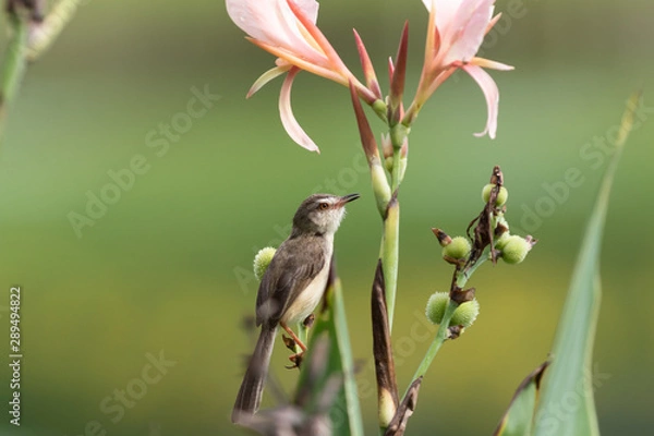 Fototapeta  The plain prinia (Prinia inornata), also known as the plain wren-warbler or white-browed wren-warbler. It is a small cisticolid warbler found in southeast Asia. It is a resident breeder.